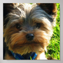 Copie d'affiche de Yorkshire Terrier