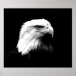 Copie d'affiche d'Eagle d'Américain d'Eagle chauve