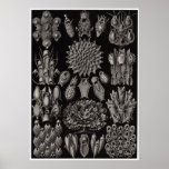 Copie d'art d'Ernst Haeckel : Bryozoaires Posters