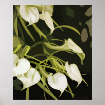 Copie d'art d'orchidée de Brassavola Poster