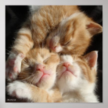 Copie de 3 chatons affiche