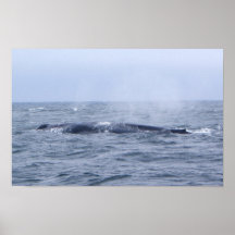 Copie de baleine bleue posters
