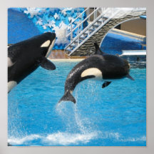 Copie de baleines d'orque affiche