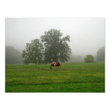 Copie de beau cheval de peinture un matin brumeux photographies