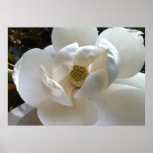 Copie de beaux-arts : Magnolia, blanc en ivoire Affiches