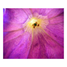 Copie de centre de fleur  tirage photo