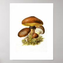 Copie de champignon de Brown Affiche