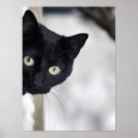 Copie de chat noir posters
