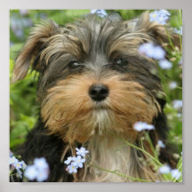 Copie de chien de York Terrier Affiches