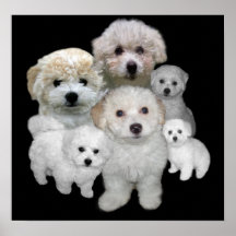 Copie de chiots de Bichon Frise Posters