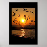 Copie de coucher du soleil de mouette poster