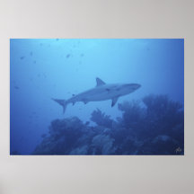 copie de cruisin affiche