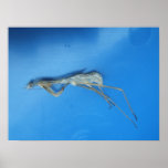 Copie de ~ de peau de mante posters