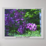 Copie de ~ de Prairiefire Crabapple Affiches