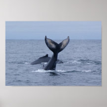 Copie de deux baleines de bosse poster