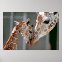 Copie de girafe et de bébé posters