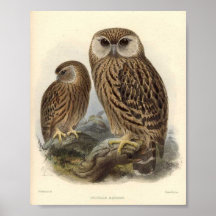 Copie de hibou riant affiches
