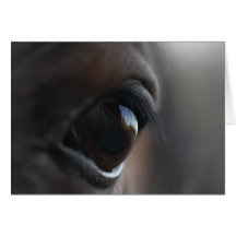 copie de horseye cartes