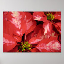Copie de JingleBellPoinsettia. Posters
