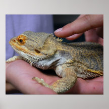Copie de lézard et de main affiche