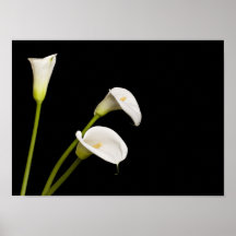 Copie de lillies de calla poster