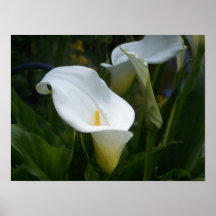 Copie de Lilly de calla Affiche