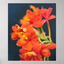 Copie de l'orange 2 d'Epi d'orchidée Posters