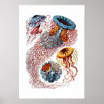 Copie de méduses de Haeckel Posters