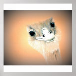 Copie de nandou affiche