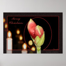 Copie de Noël d'amaryllis Poster