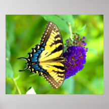 Copie de papillon de machaon de tigre poster