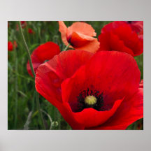 Copie de pavots affiche