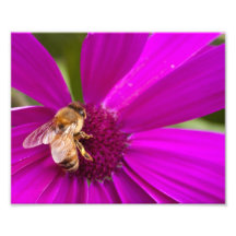 Copie de photo - abeille sur la marguerite