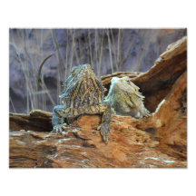 Copie de photo avec deux lézards curieux