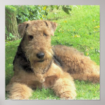 Copie de photo d'Airedale Terrier Affiches