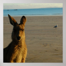 Copie de photo de kangourou posters