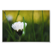 Copie de photo de marguerite et d'herbe