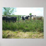 Copie de photo de vaches posters