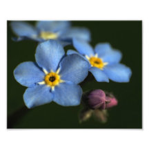 Copie de photo des myosotis des marais 3