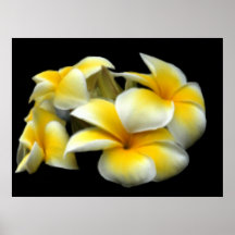 Copie de Plumeria Posters