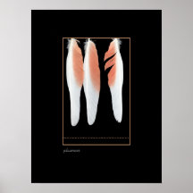 Copie de plumes de cacatoès affiches
