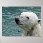 Copie de profil d'ours blanc posters