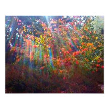 Copie de rayons de Sun Impressions Photographiques