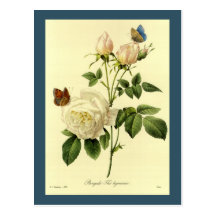 Copie de Redoute : Le 'Bengale Hymanee rose Cartes Postales