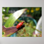 Copie de scarabée de lis macro affiche