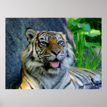 Copie de tigre de Sumatran Posters