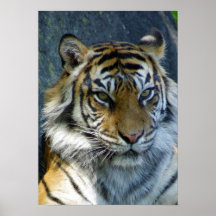Copie de tigre de Sumatran Affiche