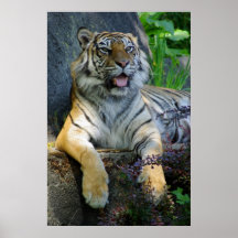 Copie de tigre de Sumatran Posters