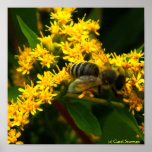 Copie de toile d'abeille posters