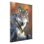 Copie de toile d'automne de loup gris impressions sur toile